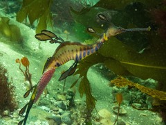 Phyllopteryx taeniolatus