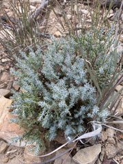 Juniperus deppeana