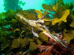 Phyllopteryx taeniolatus