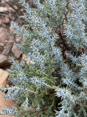 Juniperus deppeana