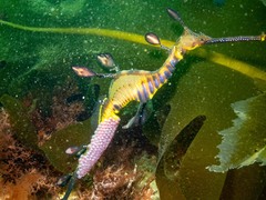 Phyllopteryx taeniolatus