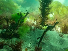 Phyllopteryx taeniolatus