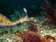 Phyllopteryx taeniolatus