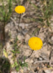 Leptorhynchos tetrachaetus
