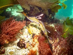 Phyllopteryx taeniolatus