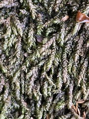 Scleropodium obtusifolium