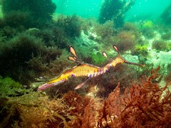 Phyllopteryx taeniolatus