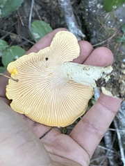 Cantharellus