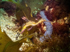 Phyllopteryx taeniolatus