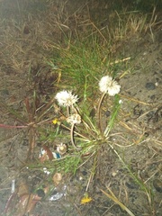 Taraxacum officinale