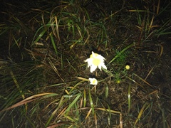 Tripleurospermum inodorum