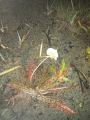 Scorzoneroides autumnalis