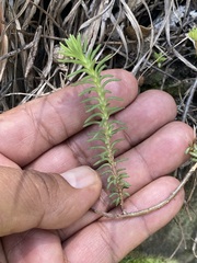 Sedum goldmanii