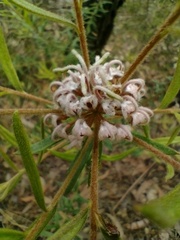 Grevillea phylicoides
