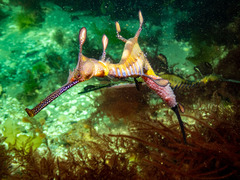 Phyllopteryx taeniolatus