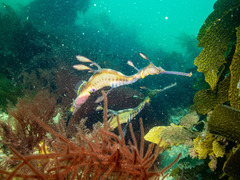 Phyllopteryx taeniolatus