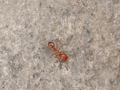 Solenopsis geminata