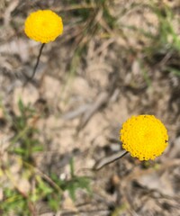 Leptorhynchos tetrachaetus