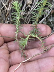 Sedum goldmanii