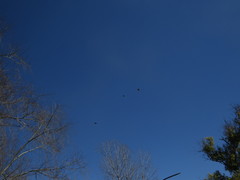 Caracara plancus