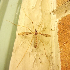 Epiphragma