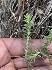 Sedum goldmanii