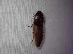 Elateridae