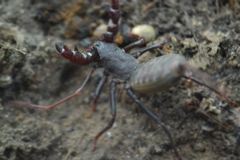 Mastigoproctus mexicanus