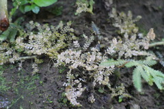 Selaginella devolii