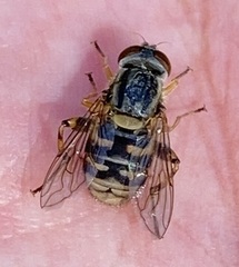 Parhelophilus