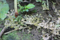 Selaginella devolii