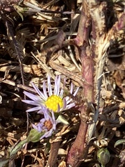 Symphyotrichum divaricatum