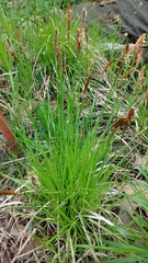 Carex pensylvanica