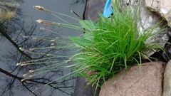 Carex pensylvanica