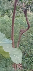 Argya striata