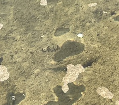 Tetractenos glaber
