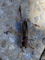 Hemideina crassidens