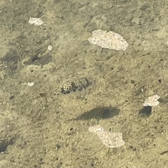 Tetractenos glaber