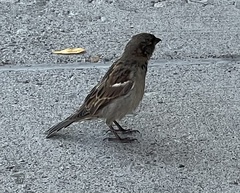 Passer domesticus