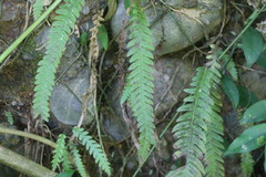 Phegopteris decursive-pinnata