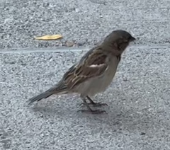 Passer domesticus