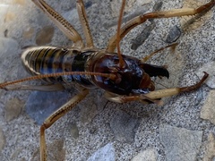 Hemideina crassidens