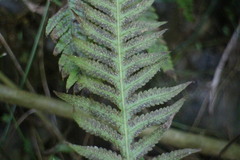 Phegopteris decursive-pinnata
