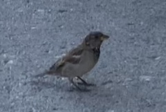 Passer domesticus