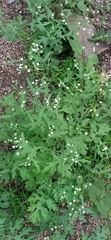 Parthenium hysterophorus