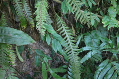 Phegopteris decursive-pinnata
