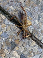 Hemideina crassidens