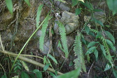 Phegopteris decursive-pinnata
