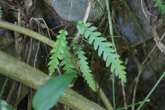 Phegopteris decursive-pinnata