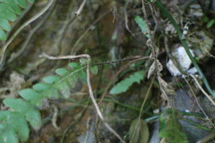 Phegopteris decursive-pinnata